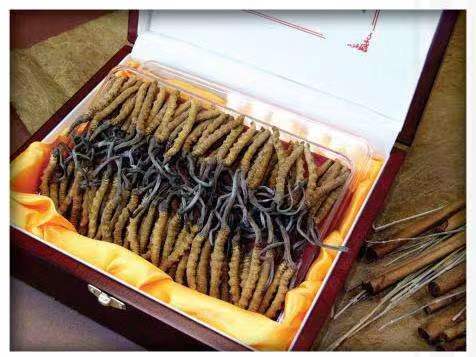 鸡泽冬虫夏草回收